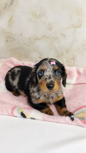 Dachshund kaninchen pelo longo