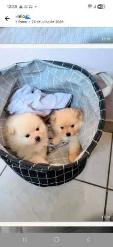 Spitz Alemão 
