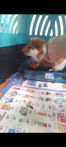 Porquinho da Índia
