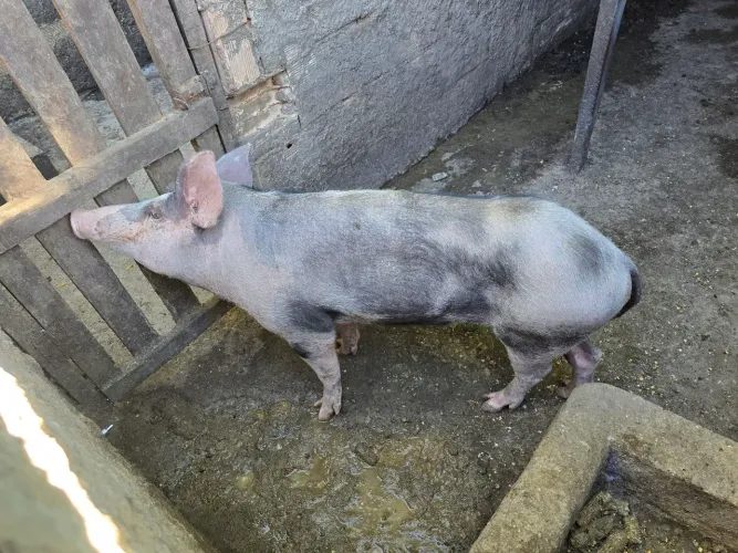 Porcos