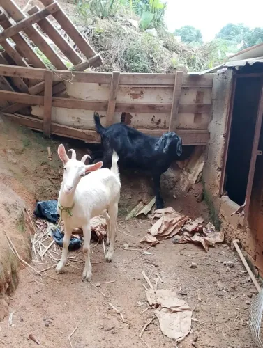 Cabras e bose