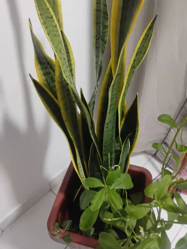 Plantas natural