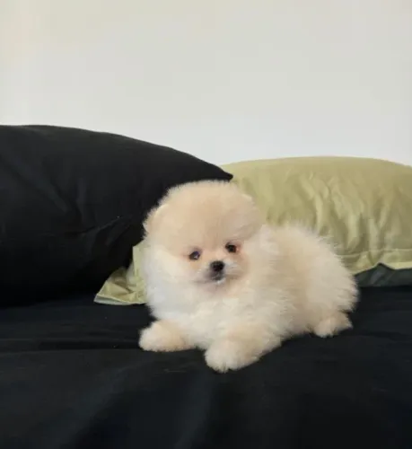 Cachorro Lulu da Pomerania oferta especial da semana, leve alegria para casa