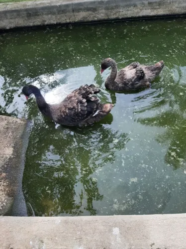 Casal de cisne negro