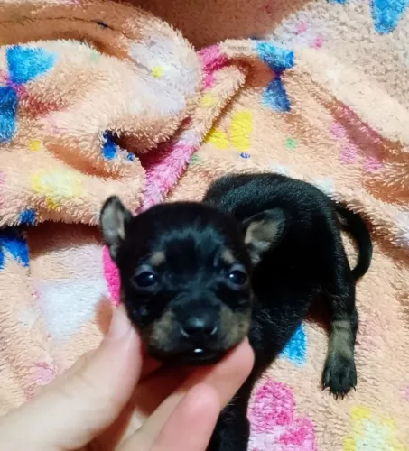 Pinscher miniatura Fêmea 