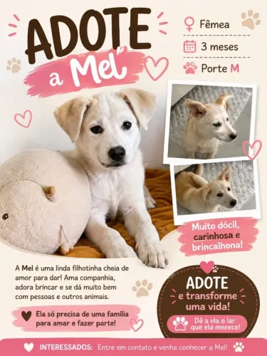 Doação de filhote labrador 
