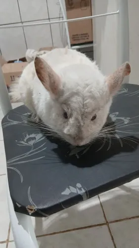 Pet