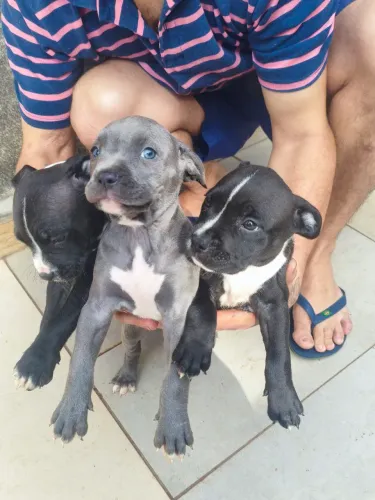 Pitbull American Bully