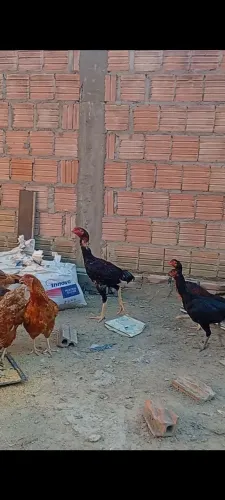Vendo galinha carioca 