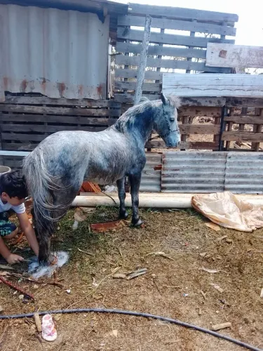 Mini pônei lindo e mansinho