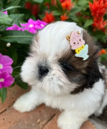 Filhote de cachorro shih tzu/shitzu super dócil e temperamento equilibrado