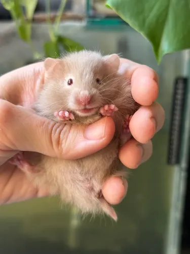 Hamster Sírio