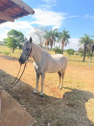 Cavalo bem alto super dócil de criança excelente para ecoterapia