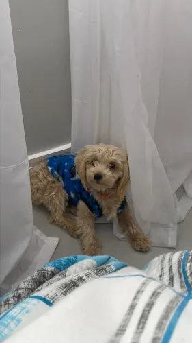 Poodle toy macho filhote