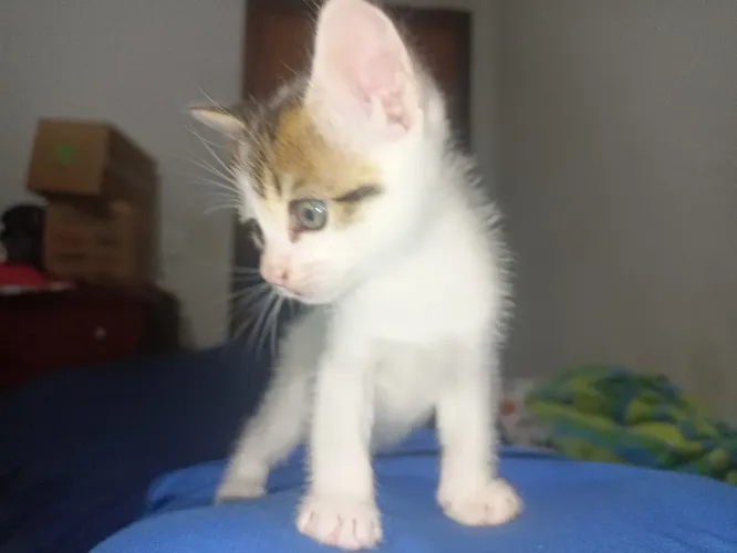 Gatinhos para adoção