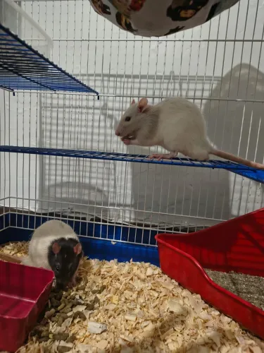 Ratos Twisters 6 meses de idade