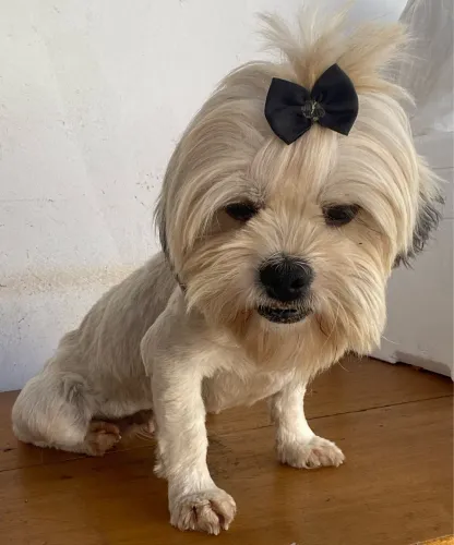 Shih tzu fêmea adulta