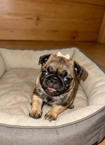 Pug fêmea com pedigree 