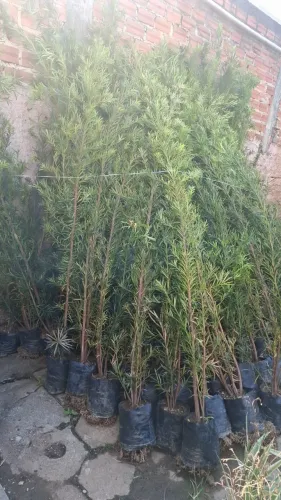 Podocarpo de 1,80 mts