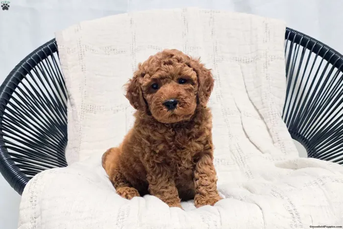 Poodle Toy Red | Disponível 