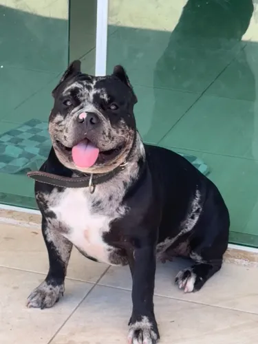 American Bully