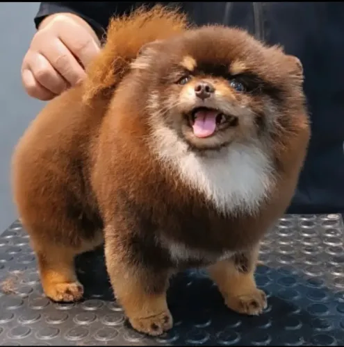 Spitz Alemão 