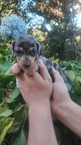 Filhotes saudáveis e super brincalhões - venha conhecer! absset daschund