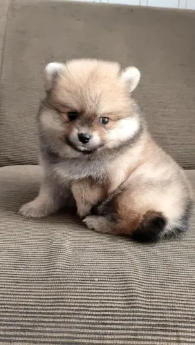 Filhote de spitz alemão