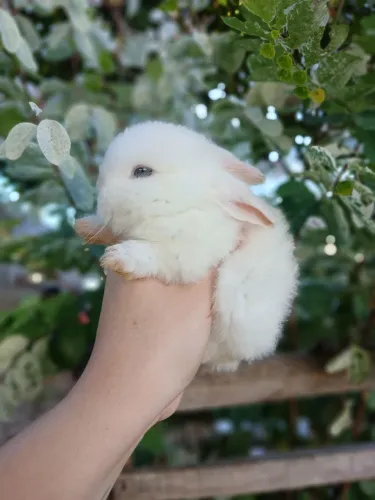 Coelho mini lope 