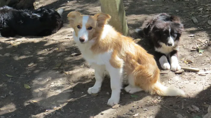 Filhotes de border Collie pelagem longa 