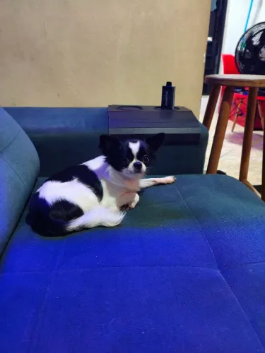 vendo chihuahua filhote