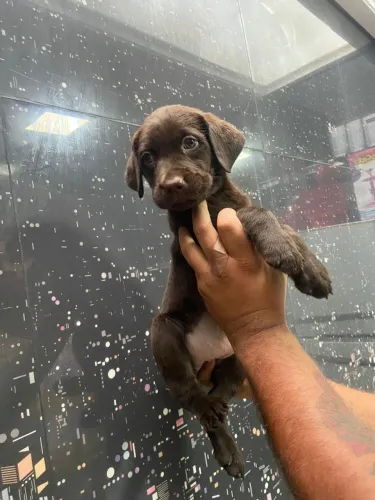 Seu novo amigo está pronto para fazer parte da sua vida
