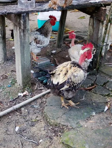 Galinhas caipira