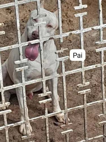 Pitbull