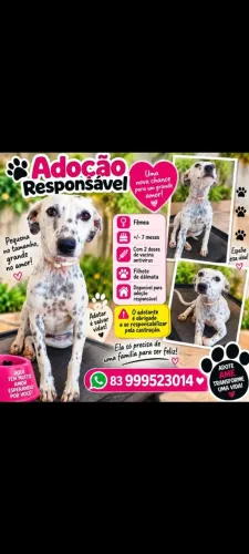Adoção de linda cadelinha de 6 meses carinhos!!