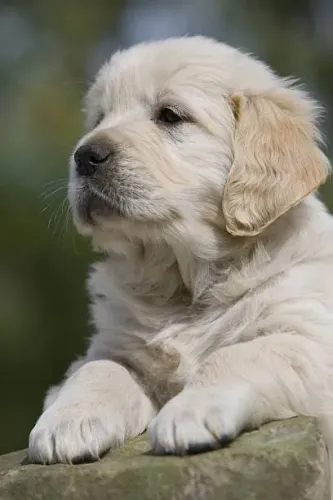Golden Retriever Filhote Sempre Feliz