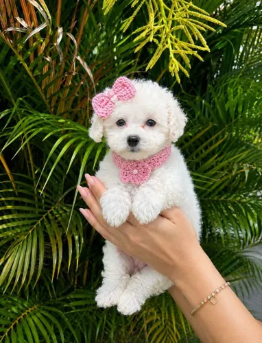 Poodle Toy Fêmea!Perfeição da raça!