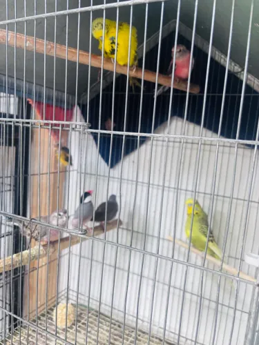 Aves /passaro