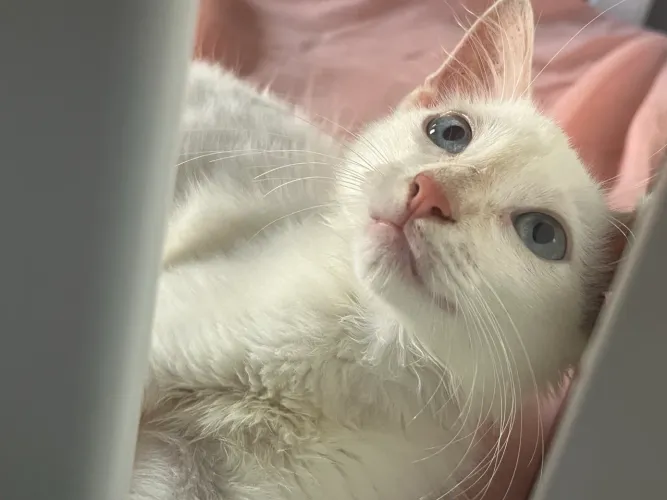 Gatinha adoção 