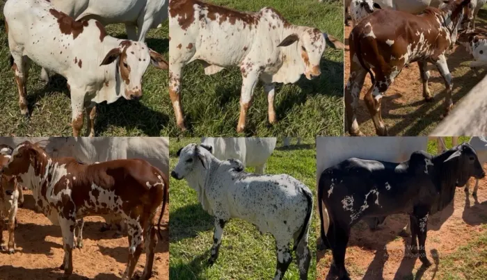 Venda bezerro Nelore Pintado para tourinho