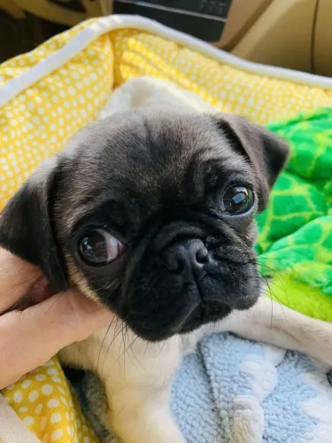 Pug Uma nova patinha procurando seu lugar