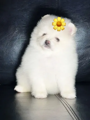 Cachorro Lulu amor em clima junino