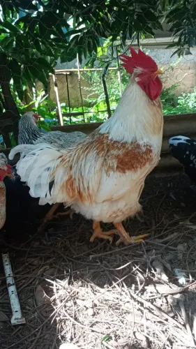 Pintinhos de Galinha Balão Sertaneja