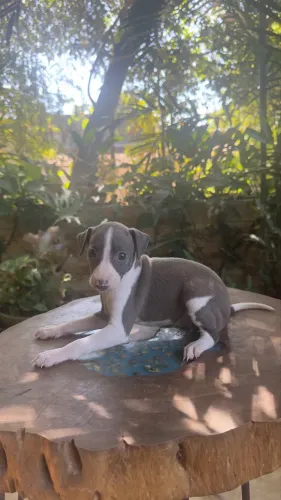 Galgo italiano - Galguinho