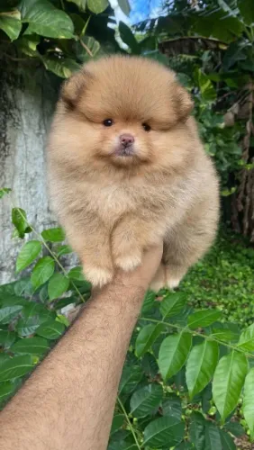 Spitz Alemão Fêmea Até 6 Vezes Sem Juros 