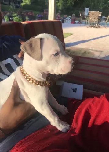 Pitbull - Filhotinho Disponível E Pronto Para Conquistar Você