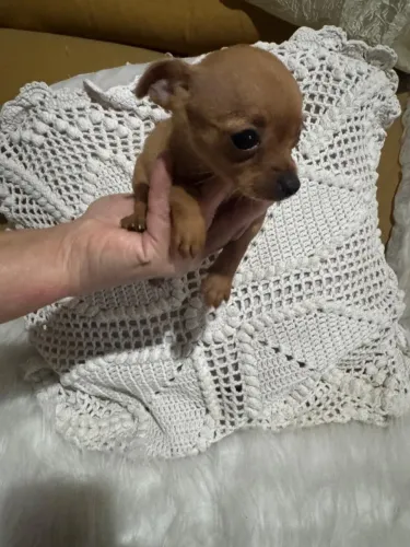Pinscher 0 fêmea 