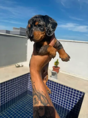 Basset / dachshund kaninchen