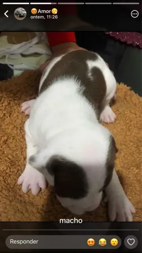 Filhote de Pitbull ?