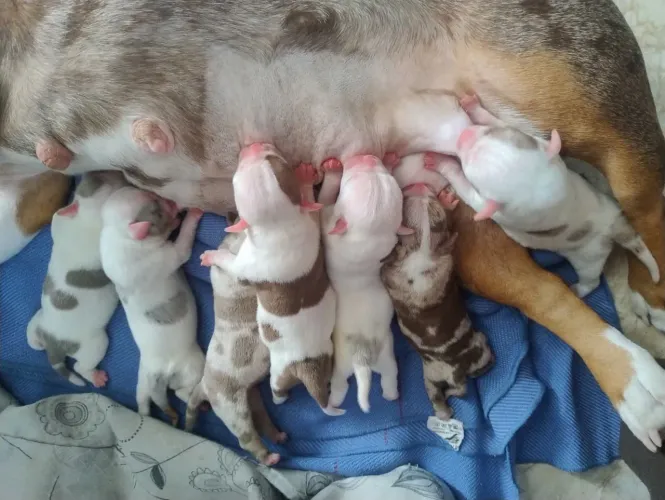 Cachorro